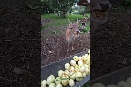 baby deer 🦌 eating apple 🍏 🍎 rokiškis, lithuania