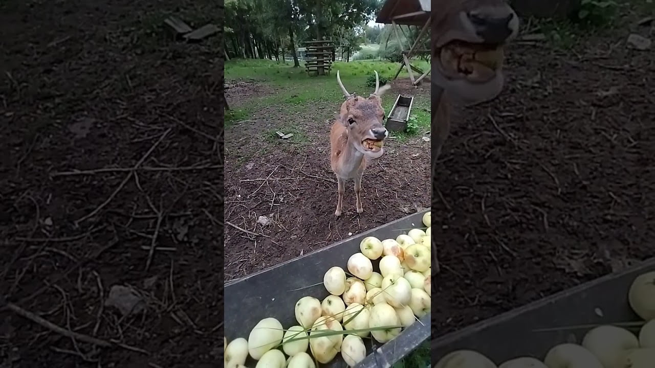 baby deer 🦌 eating apple 🍏 🍎 rokiškis, lithuania